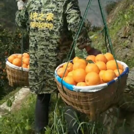 奉节奉节脐橙