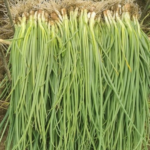 西昌市小葱，香葱，25-40cm。