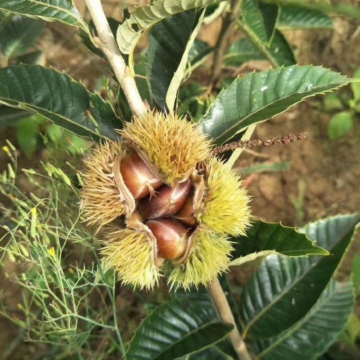 丘北县毛板红板栗苗，自家基地种植优良品种毛板红嫁接板栗苗