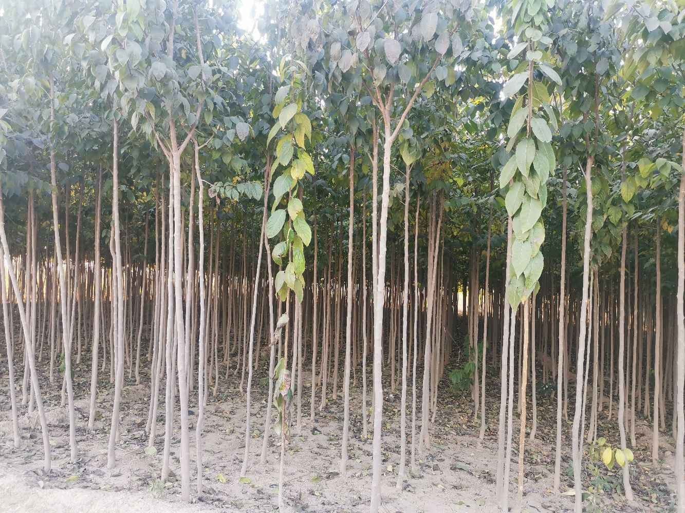  杜仲树苗，常年有售，自己家的种植基地！！！