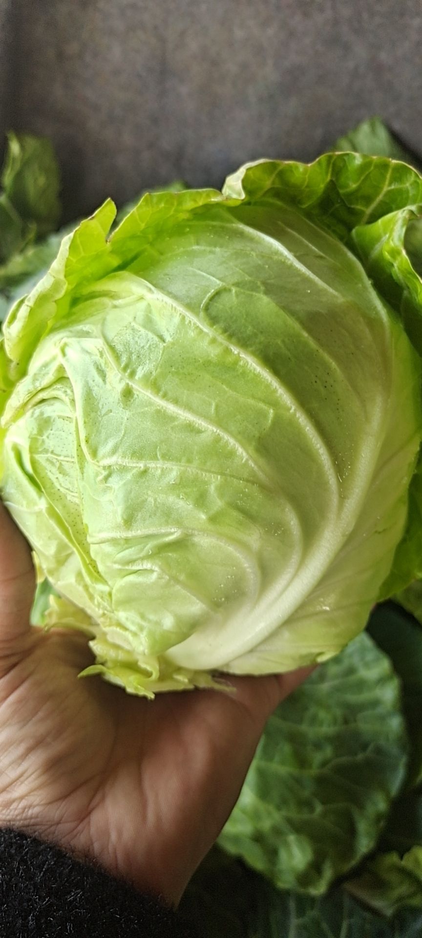 [韩国绿包菜批发]韩国绿包菜 1.0~1.5斤 价格2200元/吨 - 惠农网