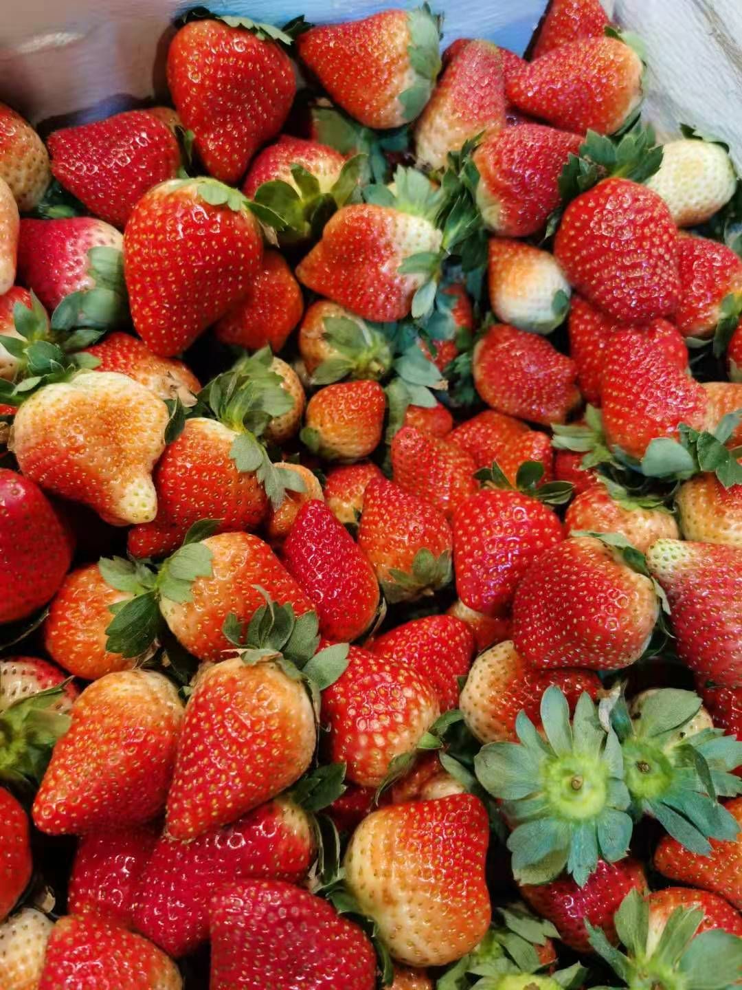 安岳县法兰地草莓 法兰蒂草莓