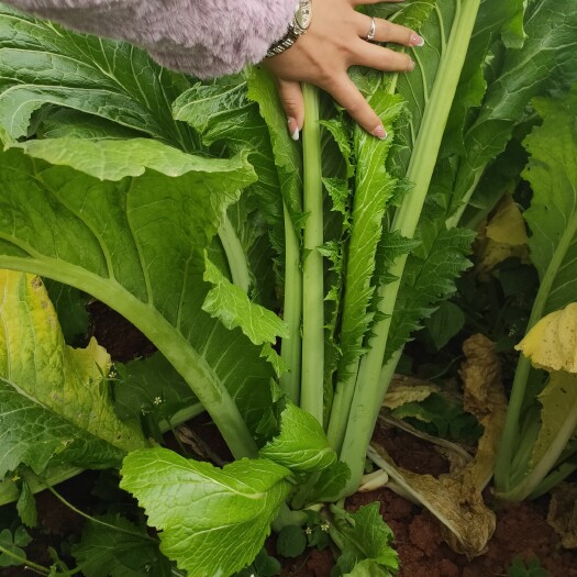 泸西县小青菜 30cm以上