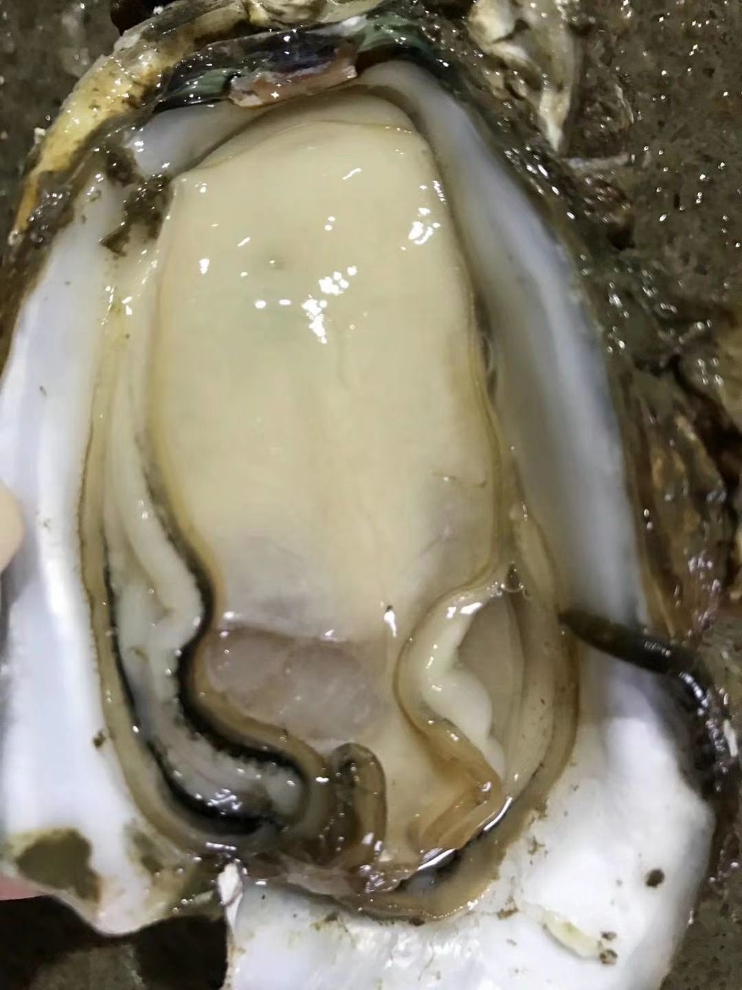 台山生蚝湛江生蚝烧烤蚝肉质有嚼劲不像其他粉的 懂货的就懂