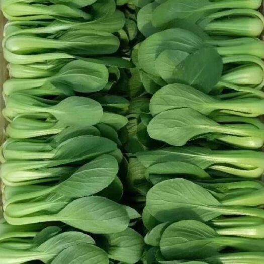 曹县北方小油菜 精品精品上海青