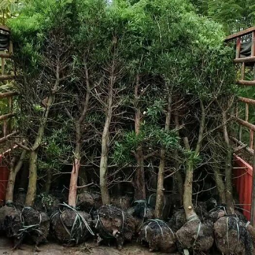 荔浦市金鉆罗汉松  罗汉松8-10公分