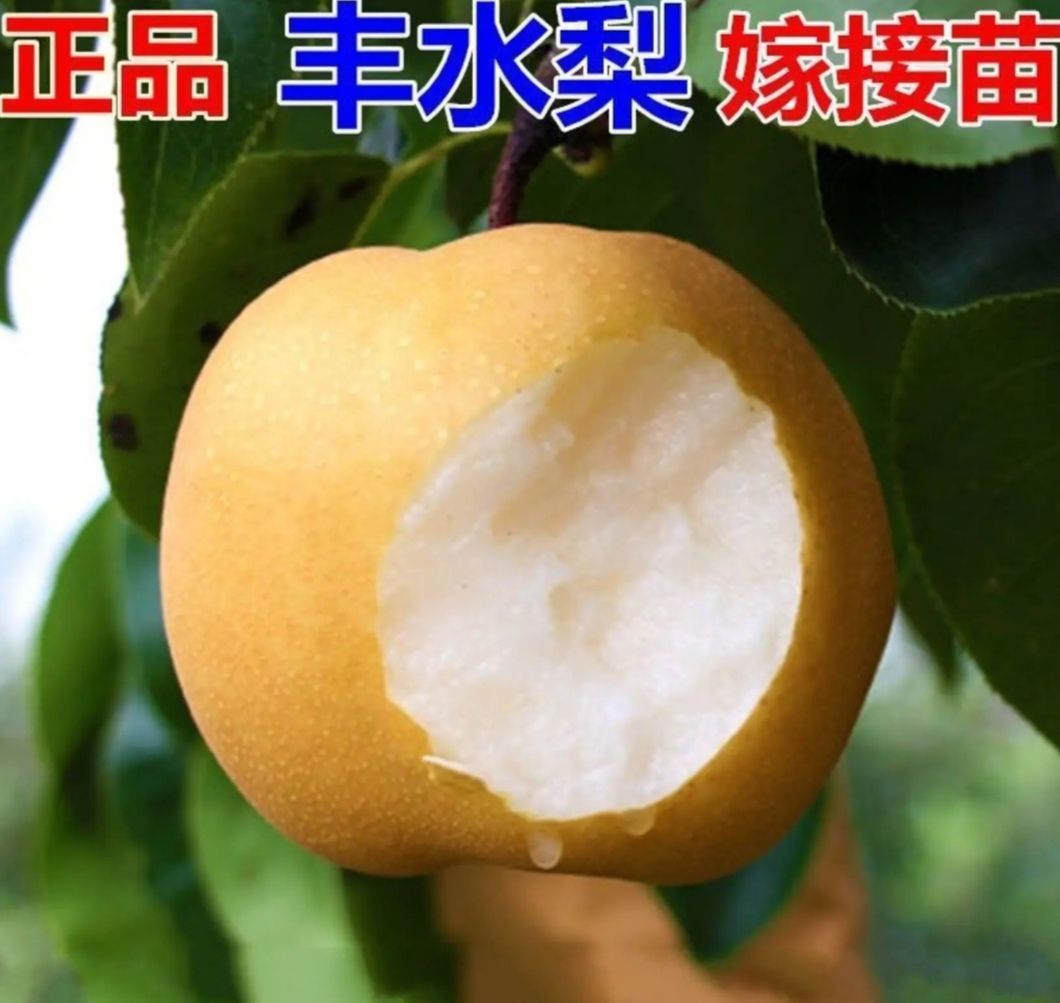 秋月梨树苗  梨树嫁接苗 秋月梨、丰水梨、黄金梨  包邮