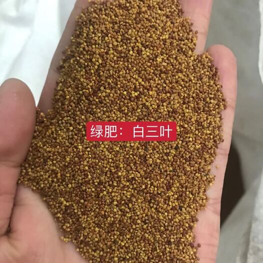 荥阳市三叶草种子 白三叶 果园绿肥 护坡  散养牛羊 耐践踏