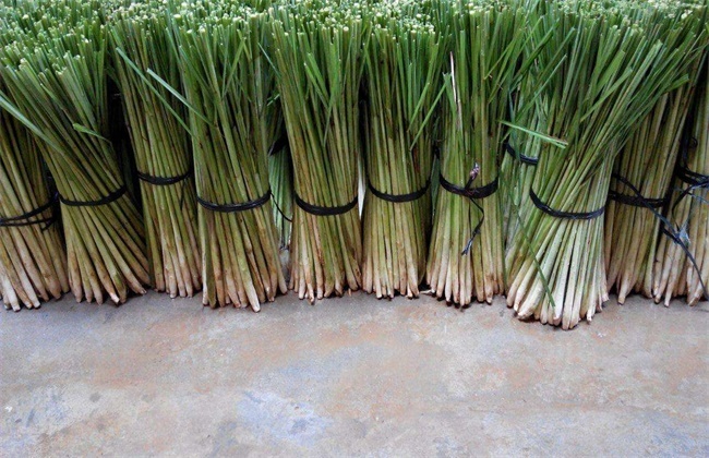 大化县香茅草