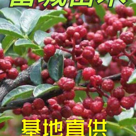 平邑县大红袍花椒苗  富城苗木 大红袍花椒，价低苗好，品质优良