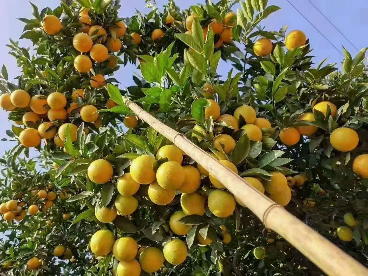 冰糖橙，金秋十月迎来了口感好，化渣，橙味重的云南高原冰糖橙，