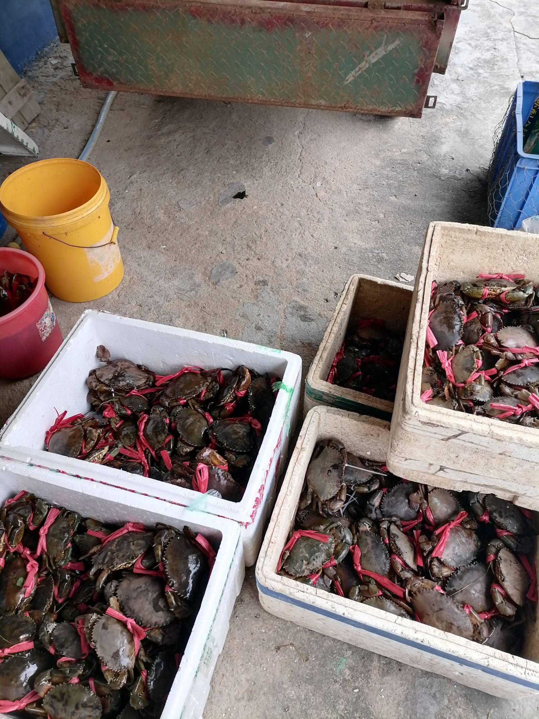 台山市青蟹 虾蟹混养统货2.8---至8两