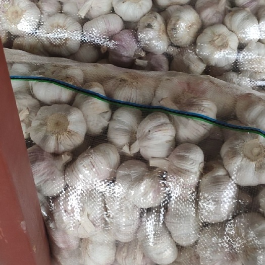邳州市红皮蒜  邳州原皮加工精品净蒜