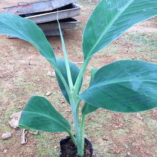 南宁南宁农科院香蕉苗苗 粉蕉苗