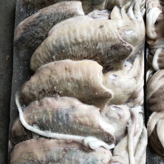 福州墨鱼鱿鱼批发一手货源