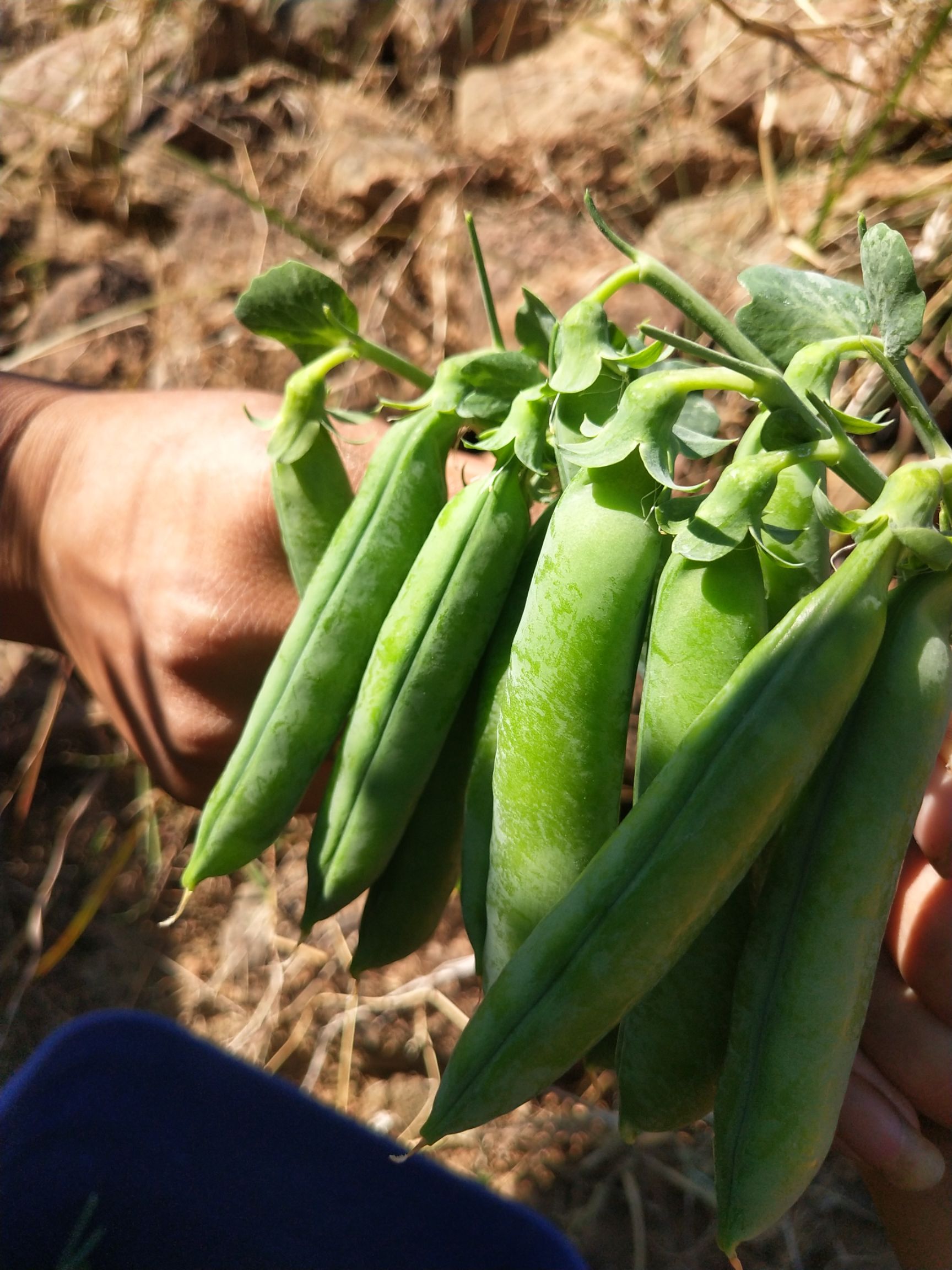 长寿仁豌豆 自种农产品饱满粒大