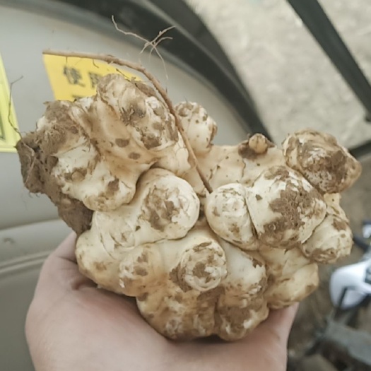 邱县洋姜