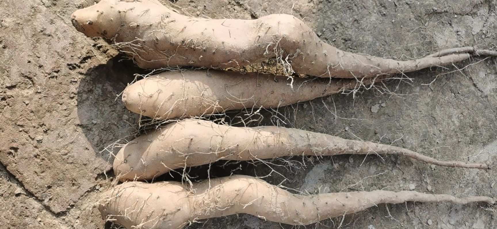 山药种 供应优质白玉系列豆苗