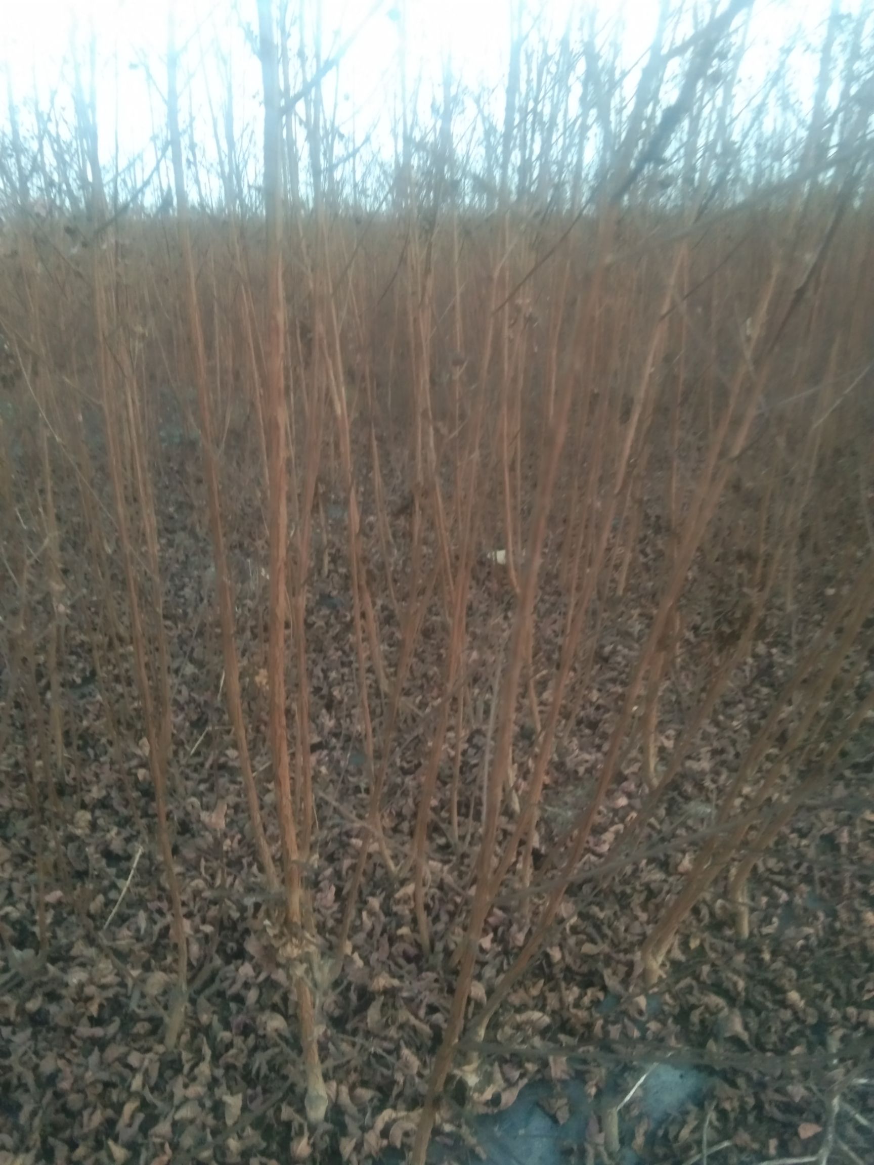  红火箭紫薇丛生扦插苗