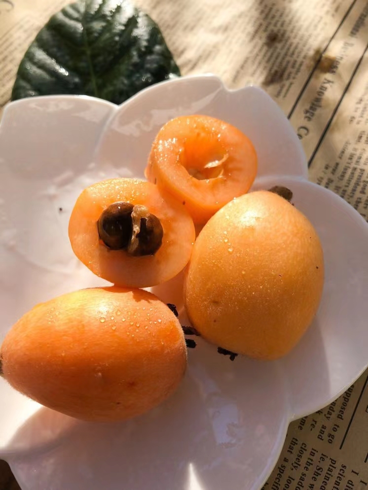 米易枇杷包邮净重3斤5斤现摘现发