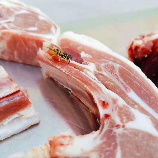 伊宁市羊肉类  新疆伊犁大草原小羊羔肉