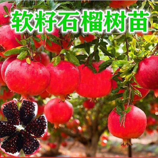 平邑县软籽石榴苗  突尼斯软籽石榴树黑石榴树甜石榴树