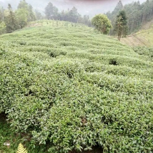 三都县高山绿茶 1年以下 