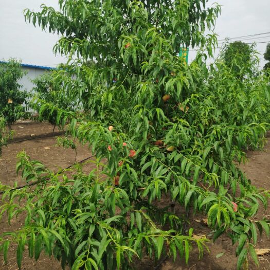 南阳黄金梨苗 出售各种果树苗，绿化苗，占地苗。