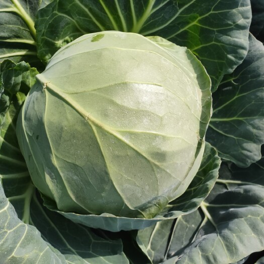 泸西县精品甘蓝圆包菜，保质保量，价格美丽