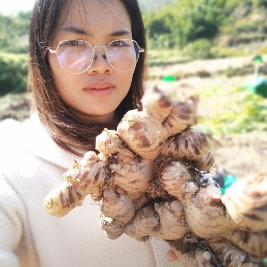 信宜市白口姜 大肉姜，蓝心受欢迎，好批易卖