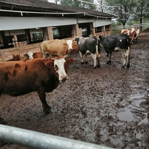 怀化 肉牛供应