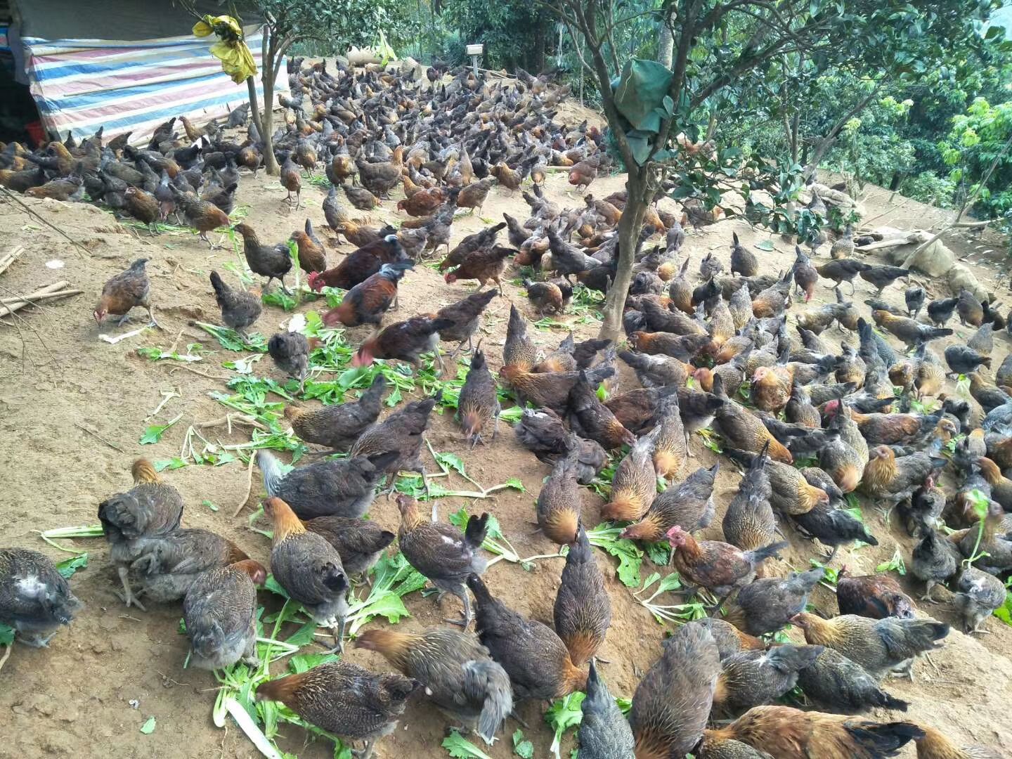 森百态散养土鸡，在不下单就等下一批了，绿色食品，你们说