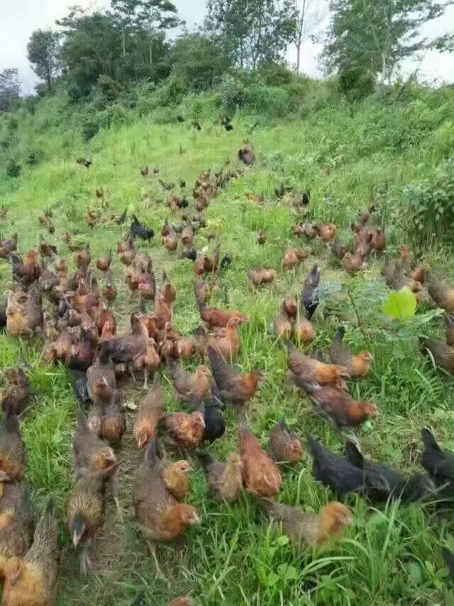 森百态散养土鸡，在不下单就等下一批了，绿色食品，你们说