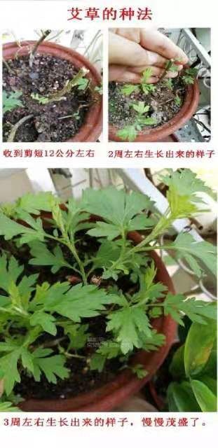 唐河县艾绒  艾粉