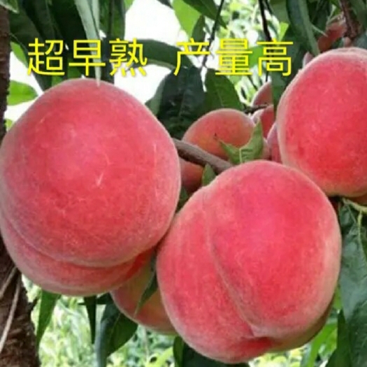 平邑县红桃苗  新品种早熟巨红桃，品种纯正，产量高，包技术指假一赔十