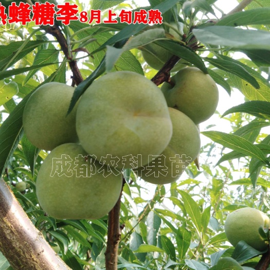 蜂糖李树苗  晚熟蜂糖李子苗新品种晚熟脆甜李子树苗批发零售