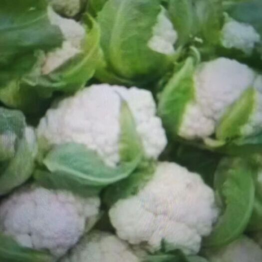 郯城县【精品】白花菜花-基地直供-货源充足，价格合理-保证质量。