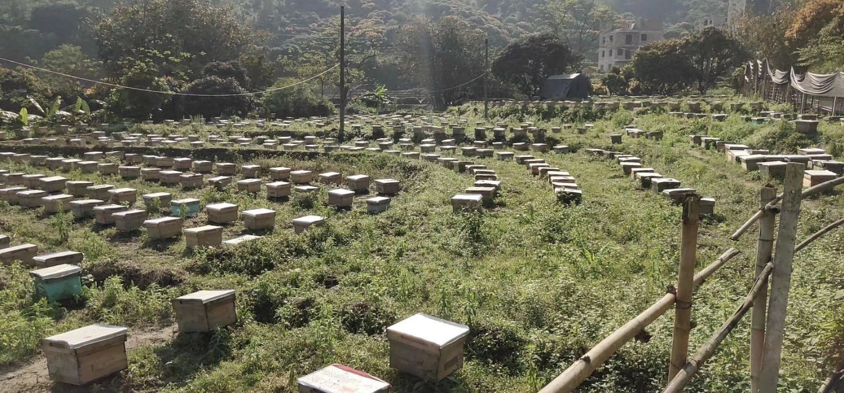 土蜂蜜 广西寿乡浦北蜂蜜