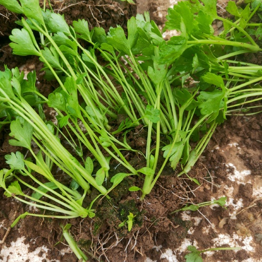 郯城县芹菜苗