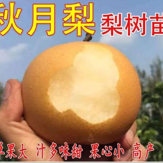 平邑县秋月梨树苗  梨树嫁接苗 秋月梨、丰水梨、黄金梨  包邮