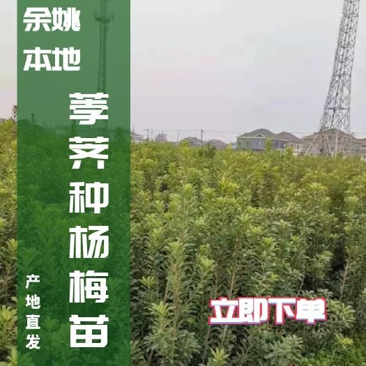 余姚市荸荠杨梅种苗  浙江本地杨梅树苗