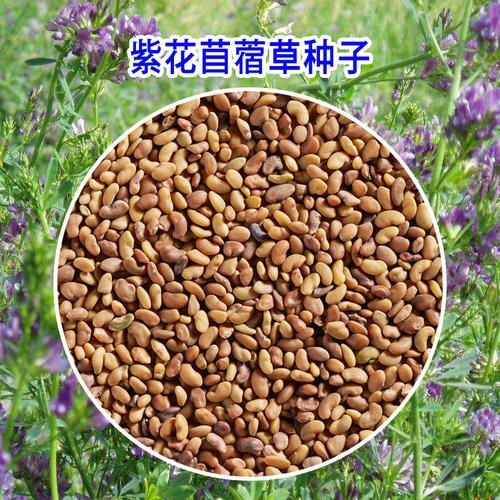 嘉祥县苜蓿草种子  紫花苜蓿草俗称‘牧草之王’高蛋白高纤维。