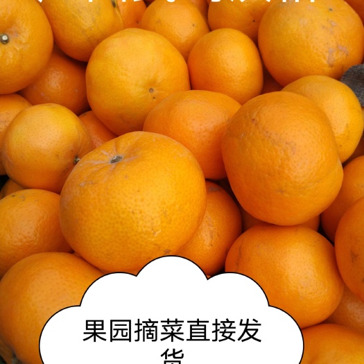 南宁沃柑  广西武鸣名优产品偏远疫情地区顺丰发货