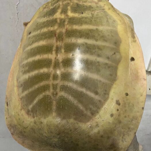 通道县甲鱼  9/10斤以上水库老甲鱼凶猛