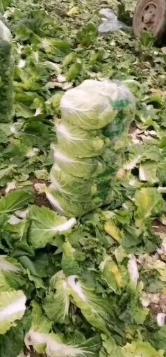 西吉县黄心大白菜，3-6斤，秋季大白菜