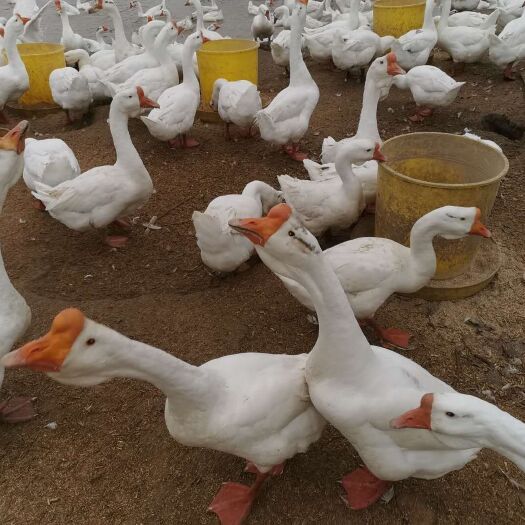 开封 各个规格肉鹅