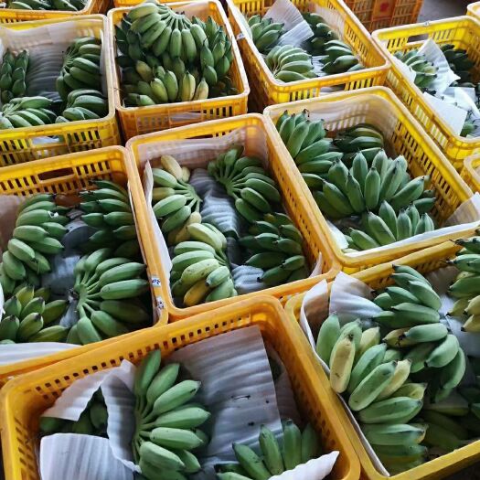 扶绥县【24小时发货】高品质西贡蕉，小米蕉的升级版，香蕉里的贵族