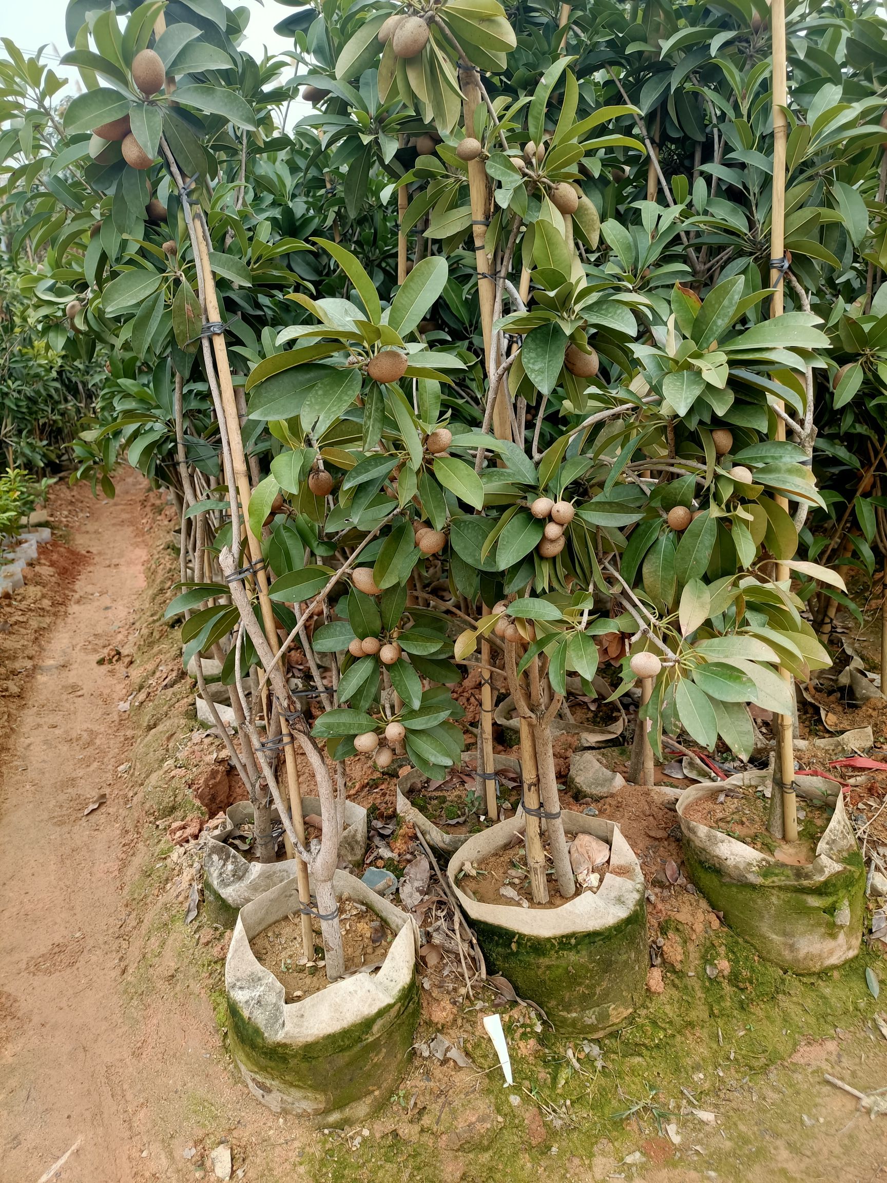  人心果树苗带果带花带土发货