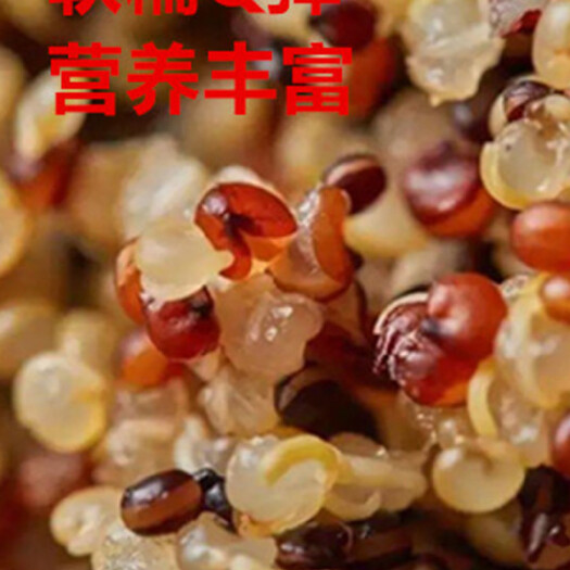 格尔木市白藜麦  青海高原藜麦