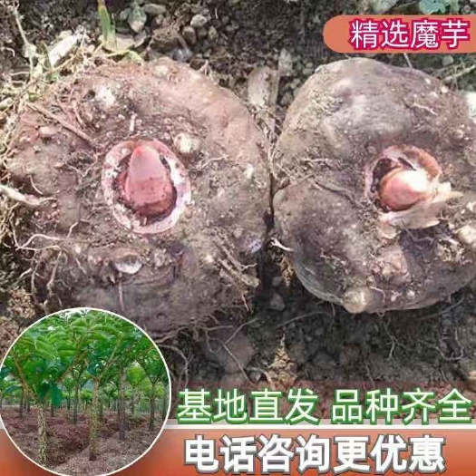 富源县魔芋种子，一代二代魔芋种子，全国发货，免费技术，签回收合同